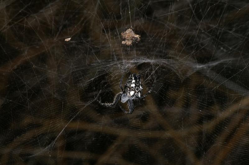 Cyrtophora_citricola_D3190_Z_85_Valle Gran Rey_Spanje.jpg